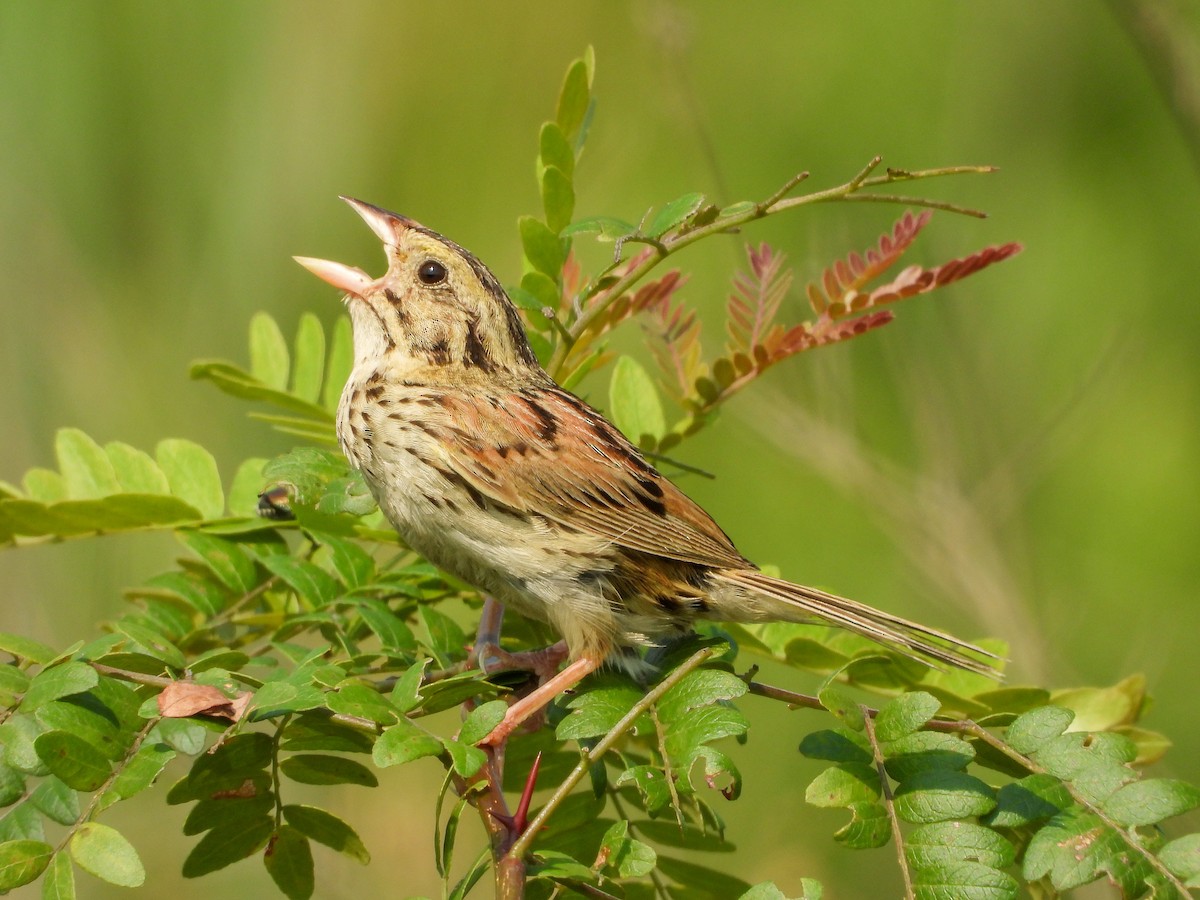 Henslow's Sparrow - ML639686064