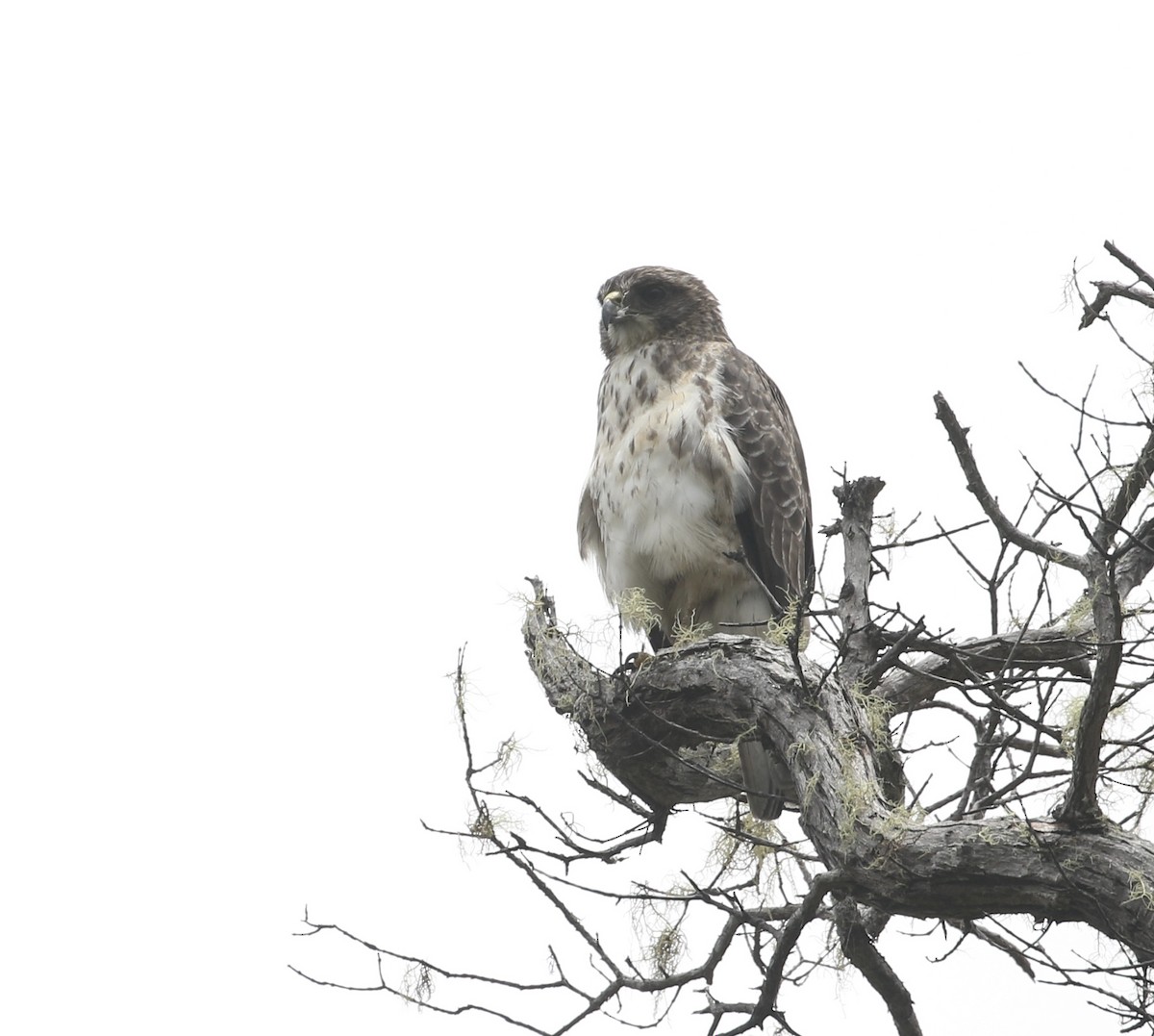 Hawaiian Hawk - ML639686070