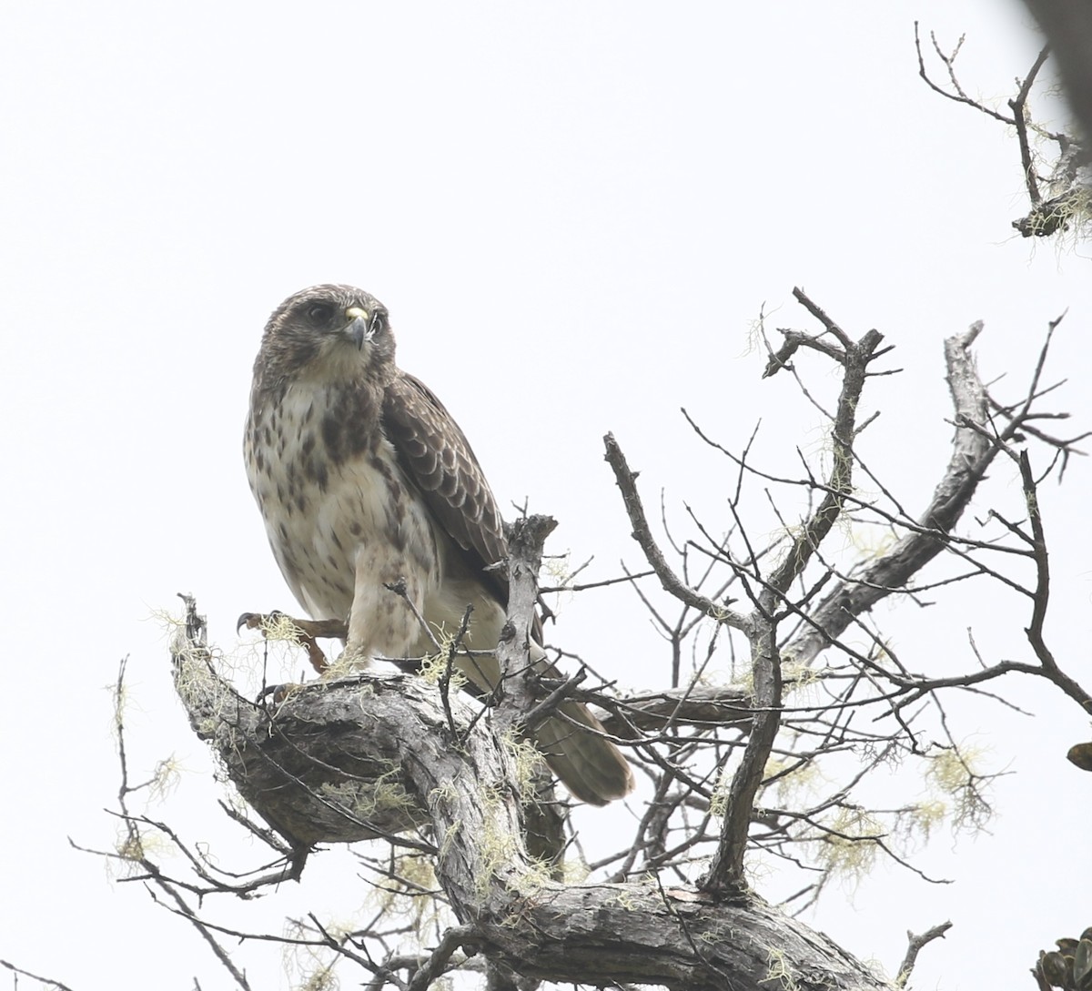 Hawaiian Hawk - ML639686072