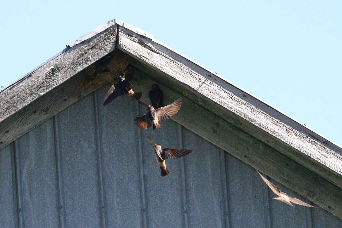 Cliff Swallow - ML639686074
