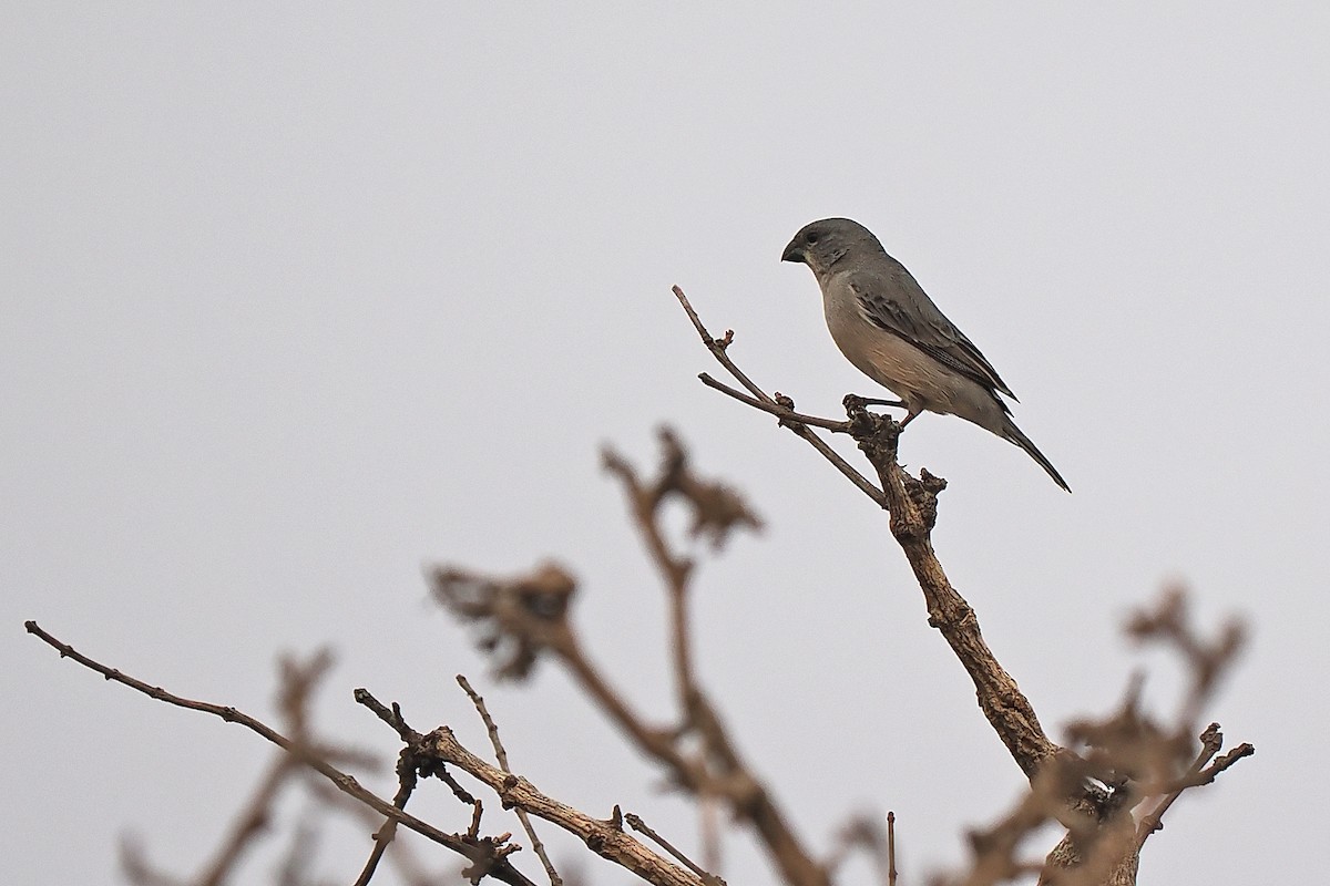 Plumbeous Seedeater - ML639686101