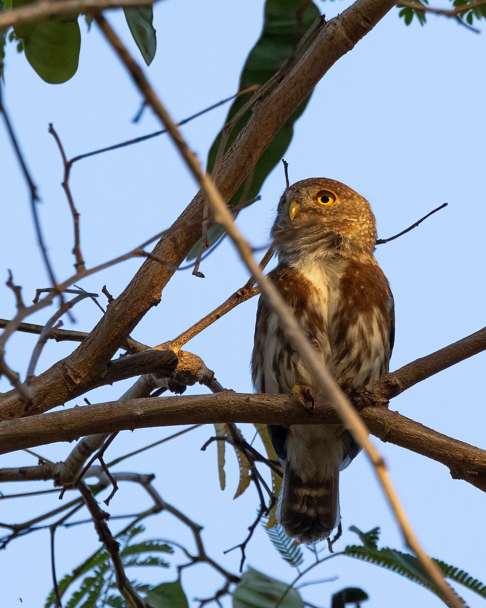 Colima Pygmy-Owl - ML639686156
