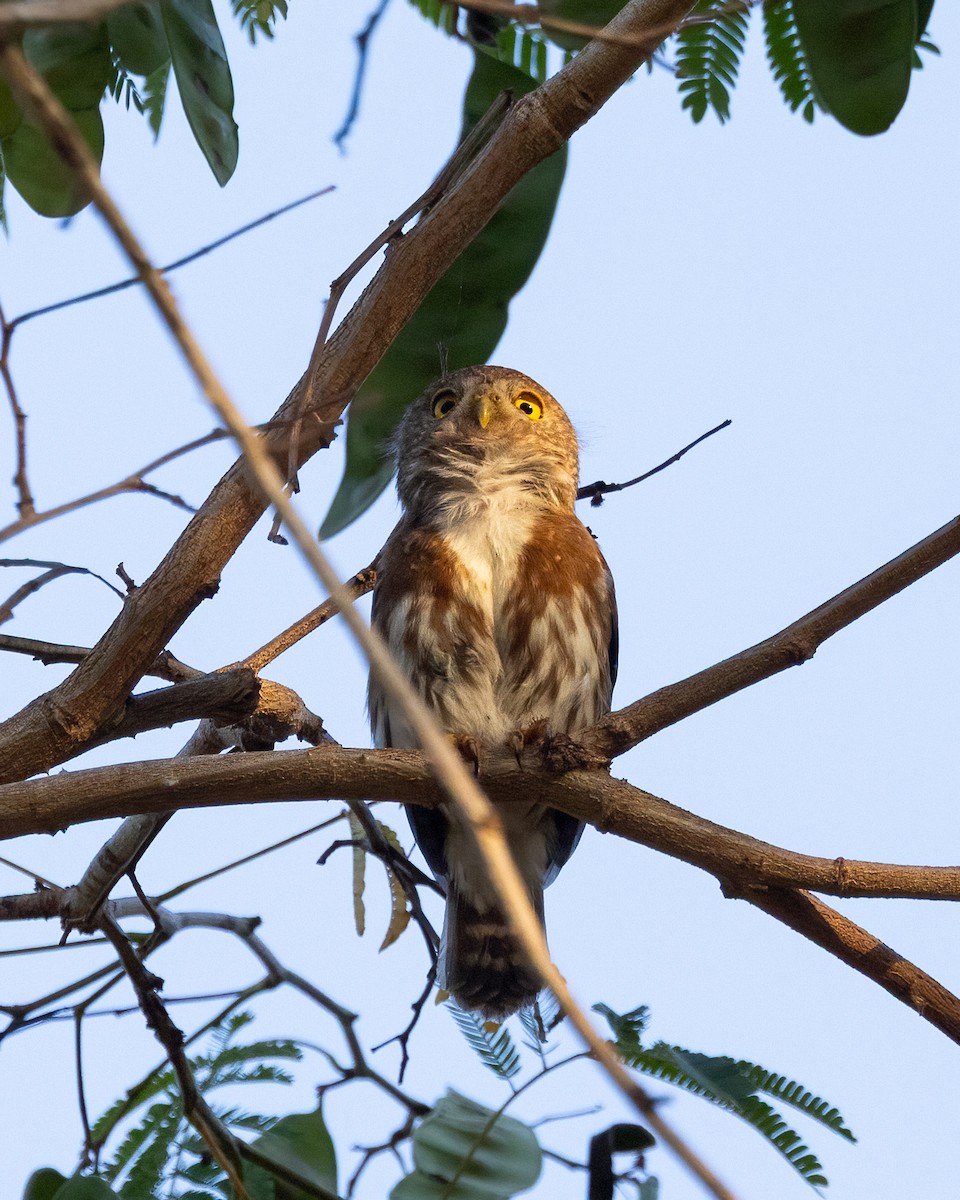 Colima Pygmy-Owl - ML639686157