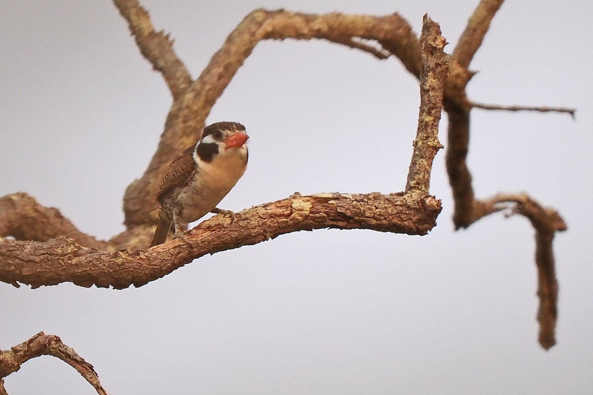 White-eared Puffbird - ML639686168