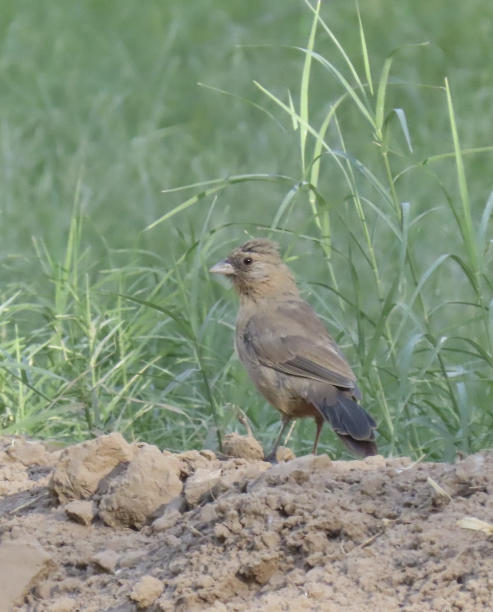 Abert's Towhee - ML639686263