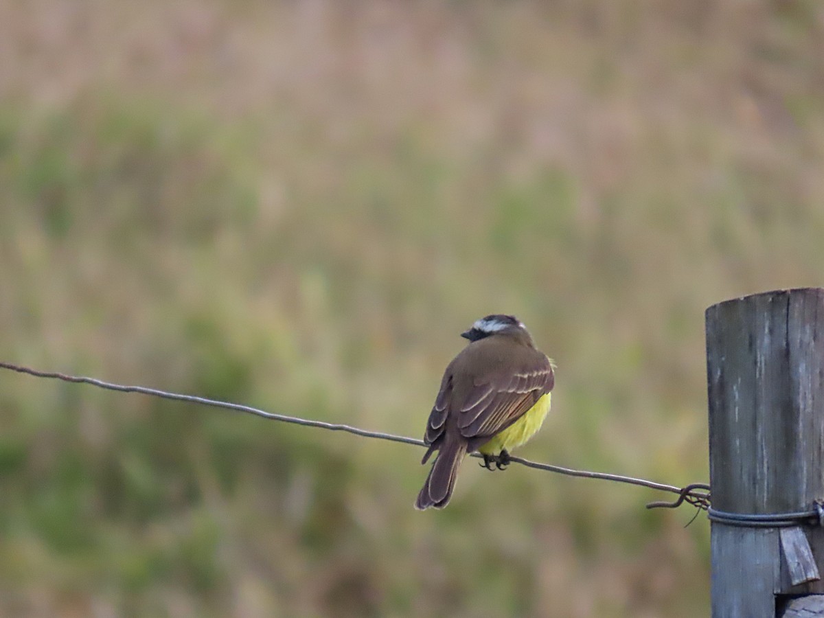 Social Flycatcher - ML639686272