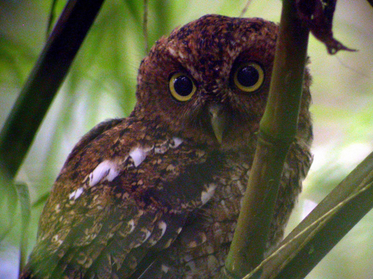 Bare-shanked Screech-Owl - ML639686420