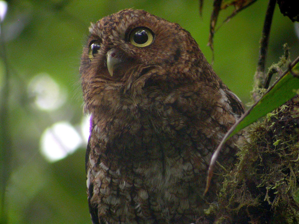 Bare-shanked Screech-Owl - ML639686421