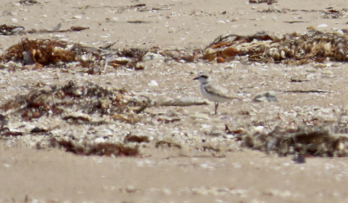Snowy Plover - ML639686479