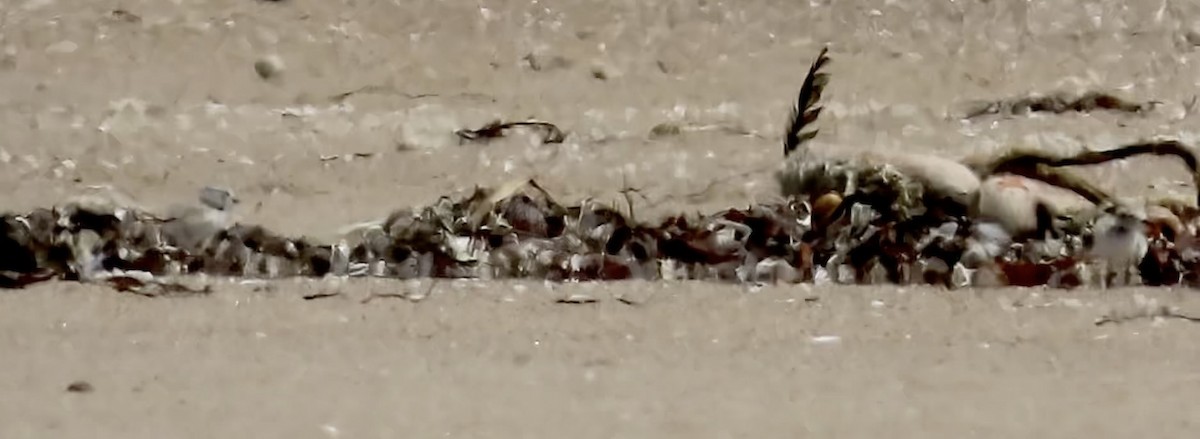 Snowy Plover - ML639686483