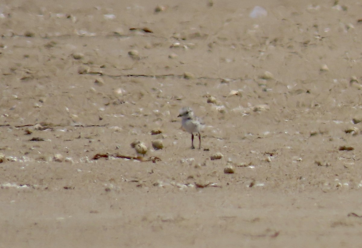 Snowy Plover - ML639686487