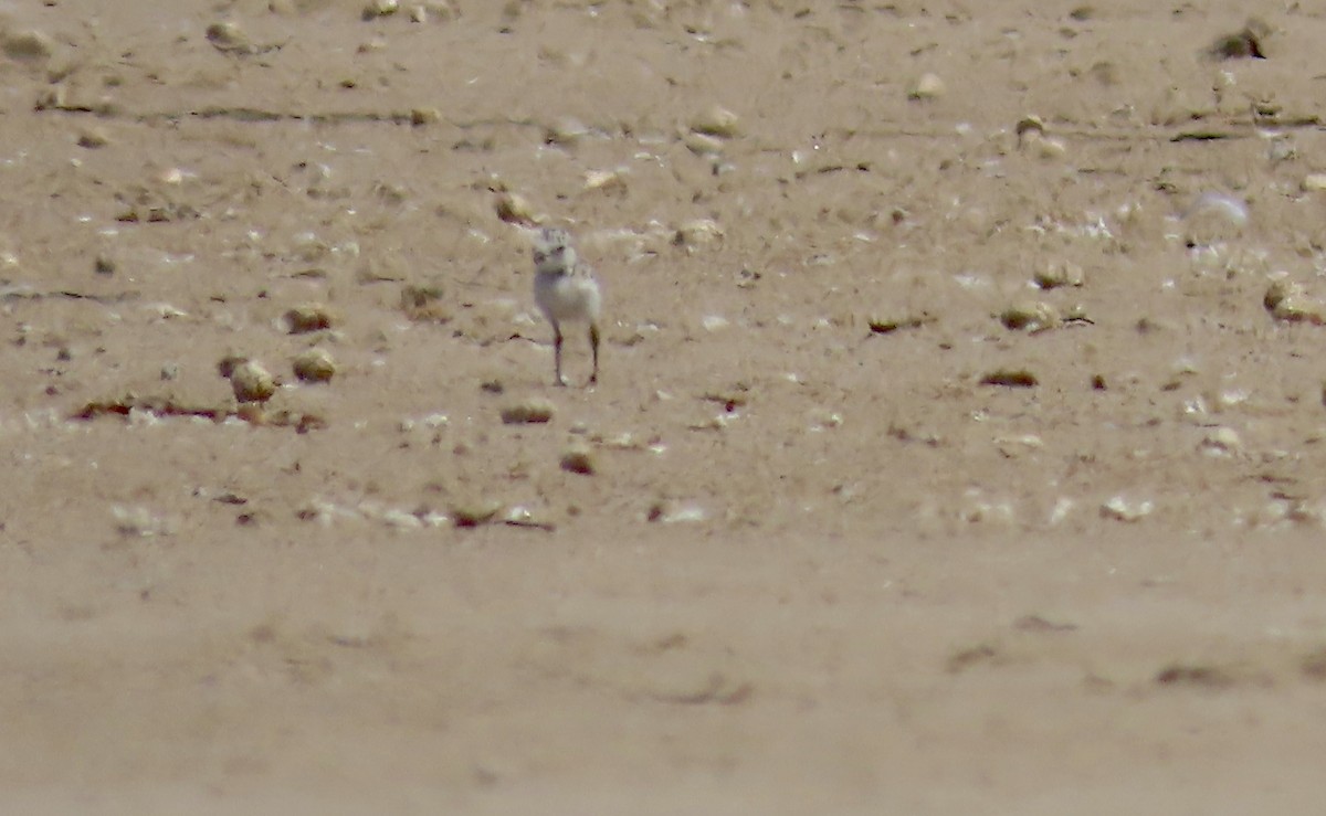 Snowy Plover - ML639686489