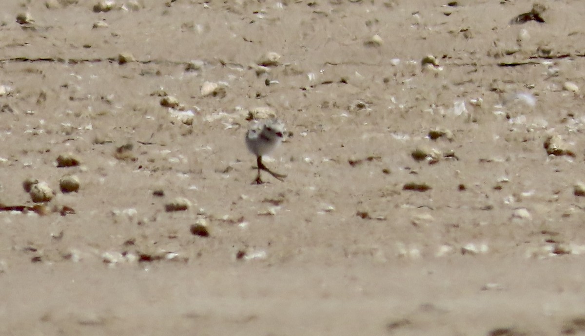Snowy Plover - ML639686492