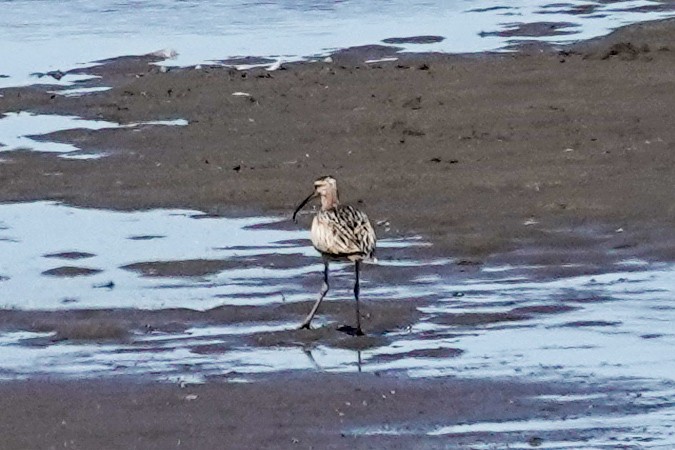 Long-billed Curlew - ML639686519