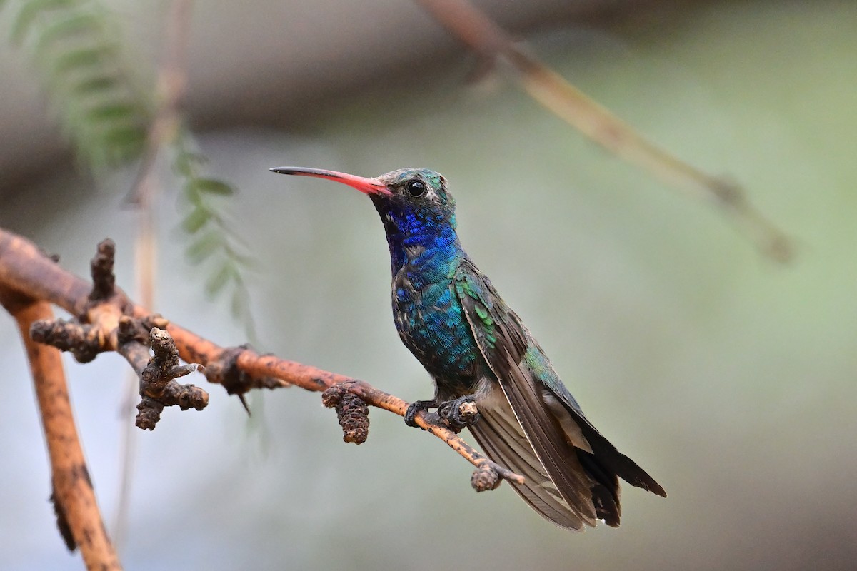 Broad-billed Hummingbird - ML639686546