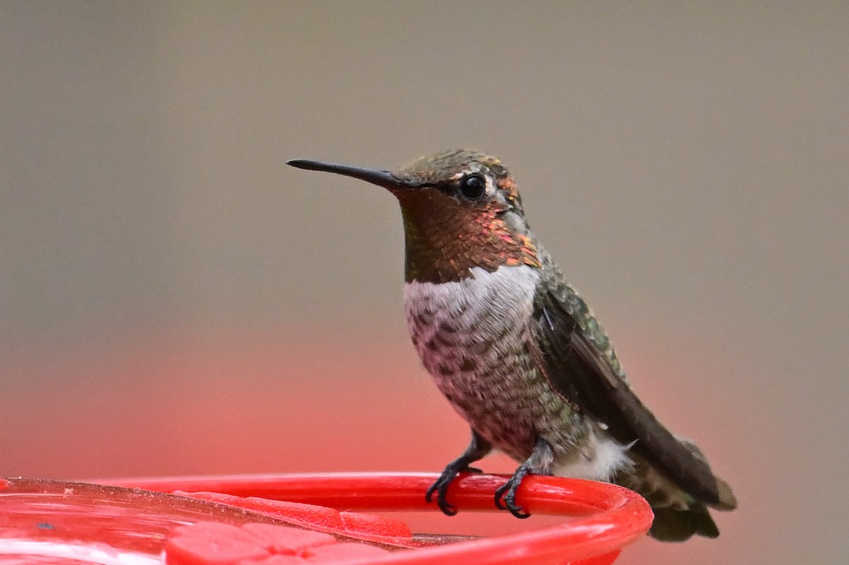Anna's Hummingbird - ML639686548