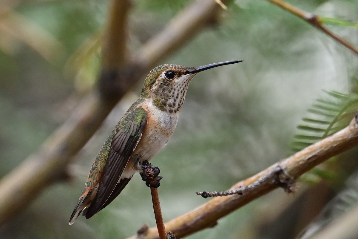 Rufous Hummingbird - ML639686561