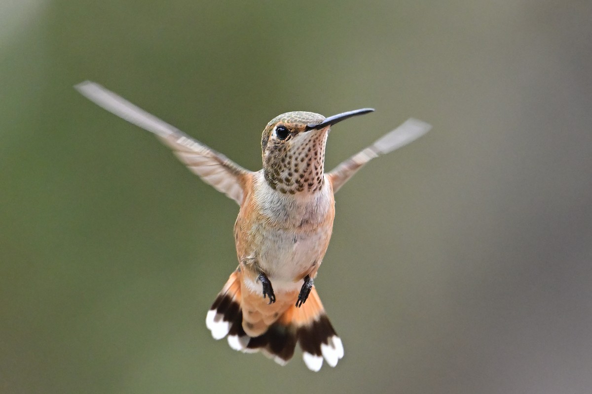 Rufous Hummingbird - ML639686562