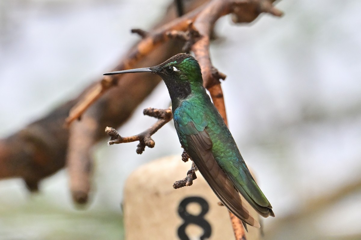 Rivoli's Hummingbird - ML639686566