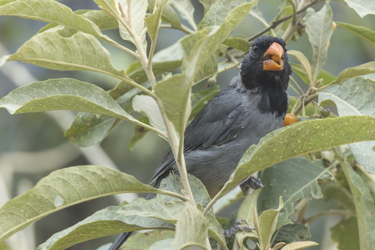 Black-cowled Saltator - ML639686577
