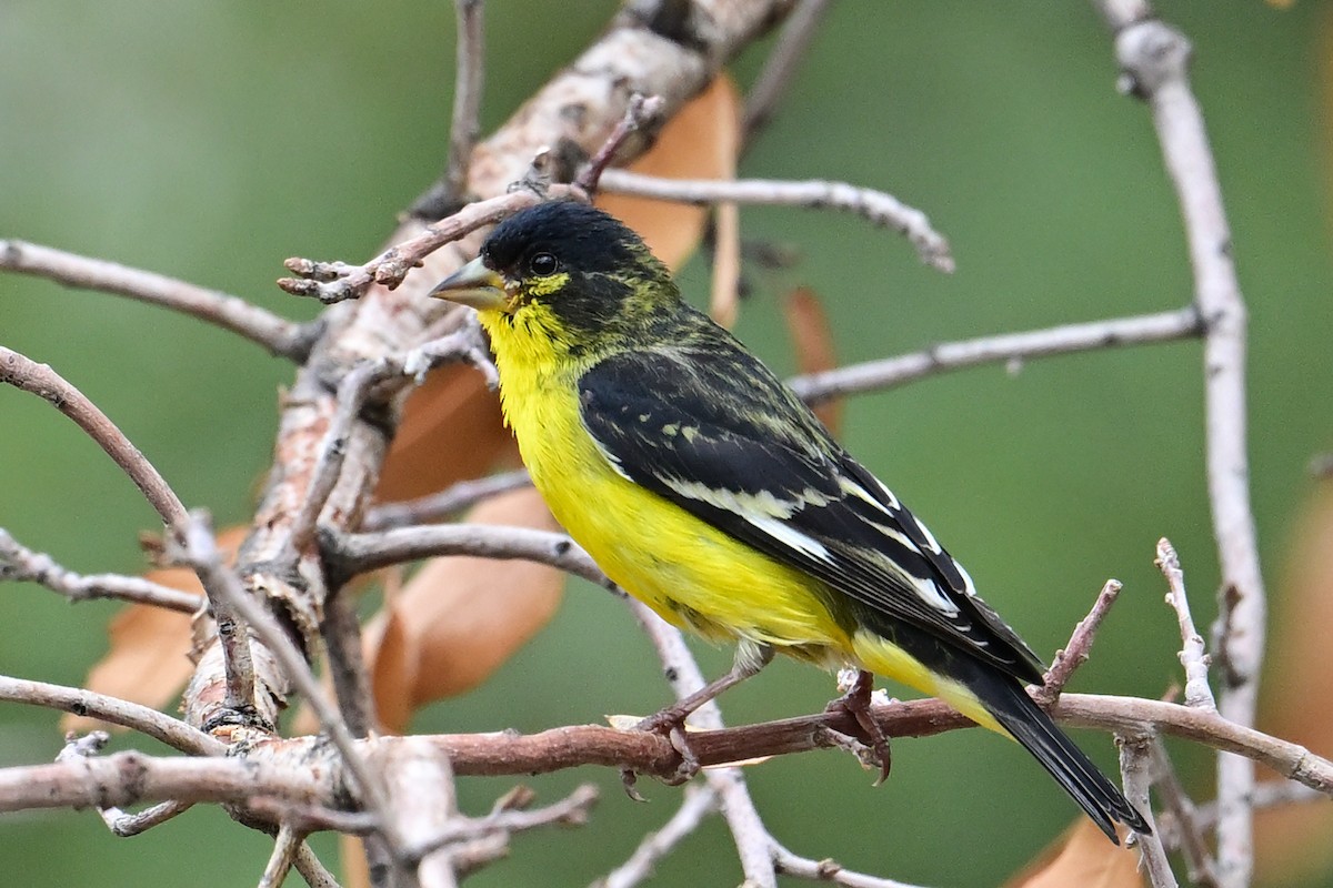 Lesser Goldfinch - ML639686583