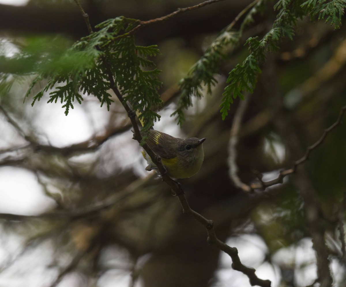 American Redstart - ML639686584