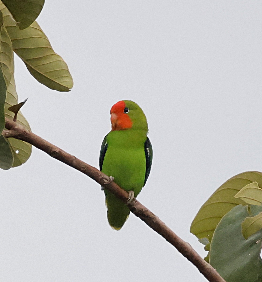 Red-headed Lovebird - ML639686587