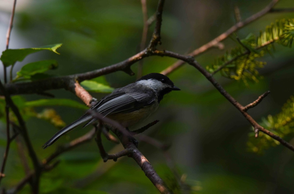Black-capped Chickadee - ML639686594