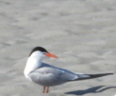 燕鷗 - ML639686645