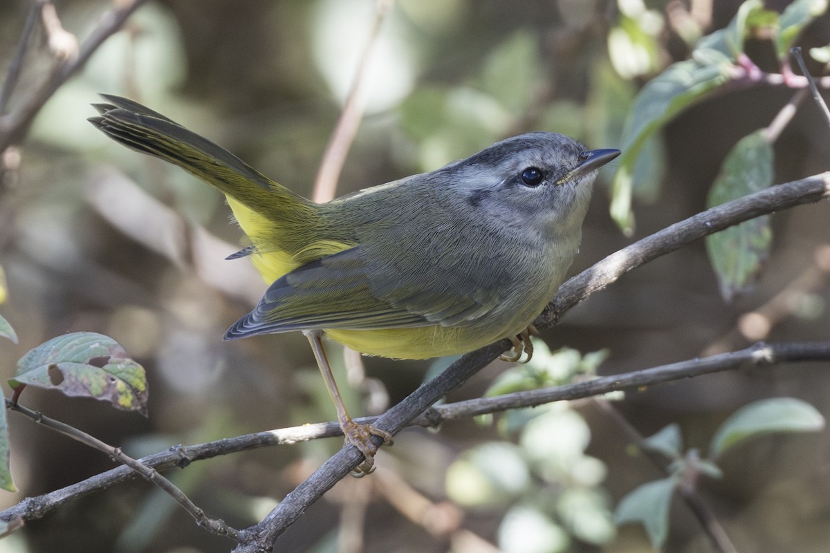 Three-banded Warbler - ML639686646