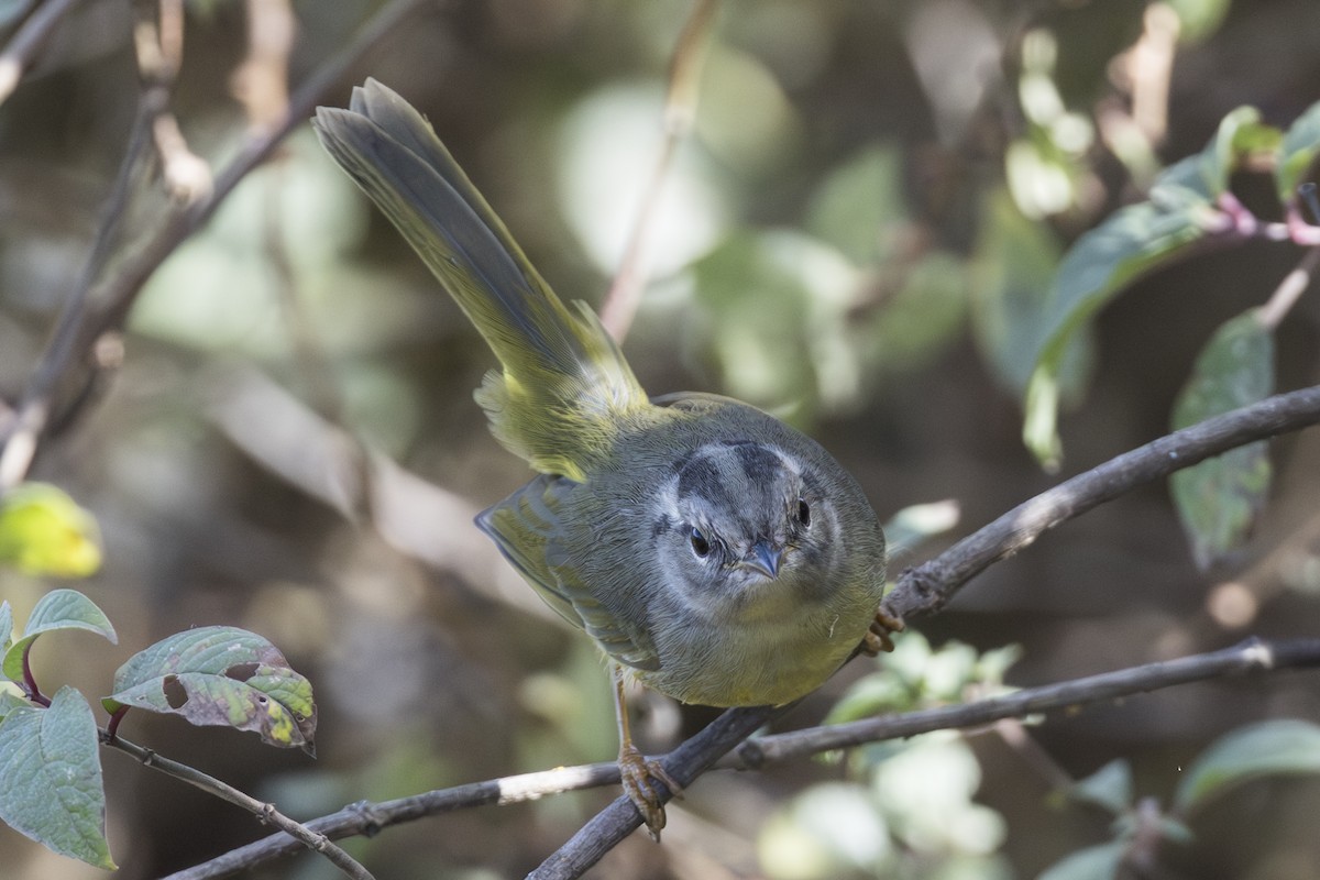 Three-banded Warbler - ML639686647