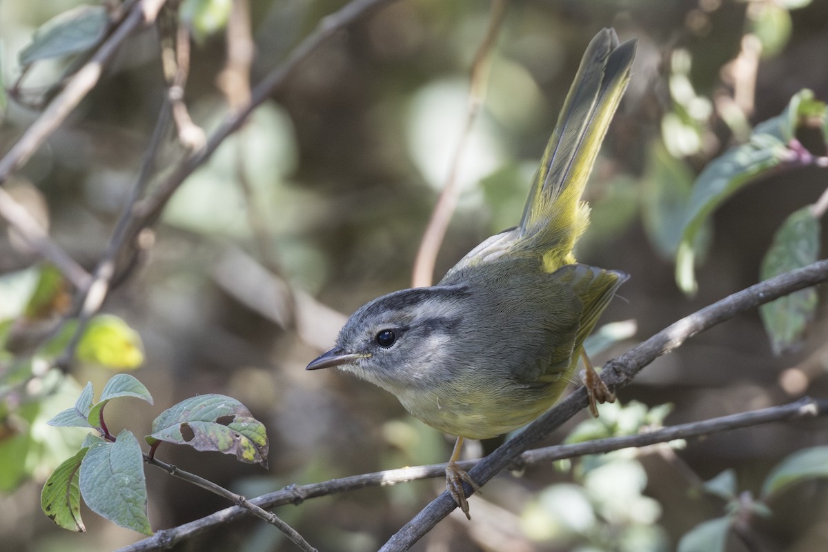 Three-banded Warbler - ML639686648