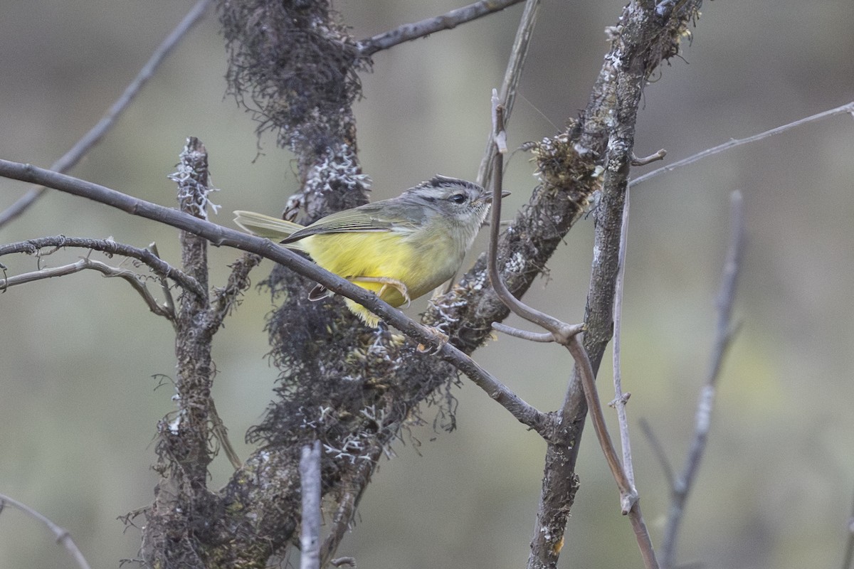 Three-banded Warbler - ML639686772