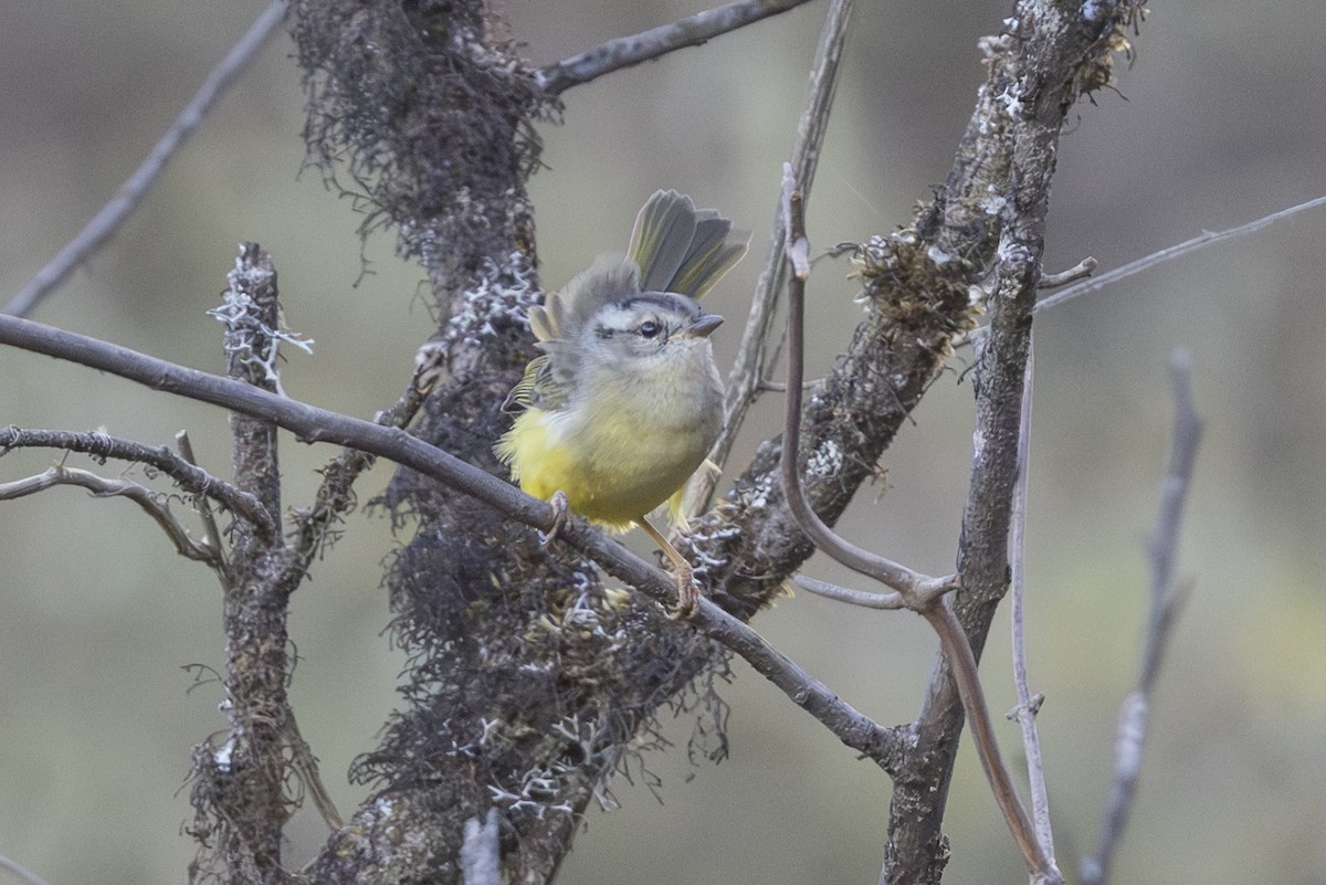 Three-banded Warbler - ML639686773