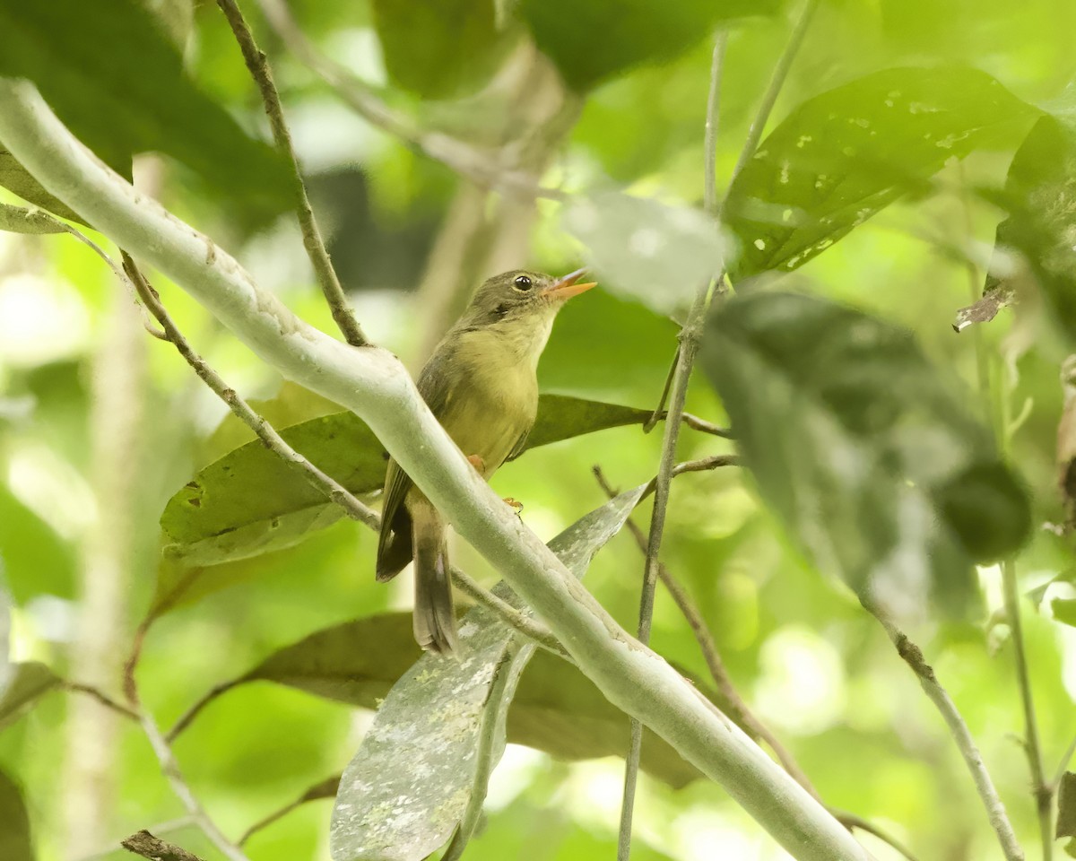 Olive Flyrobin - ML639686801