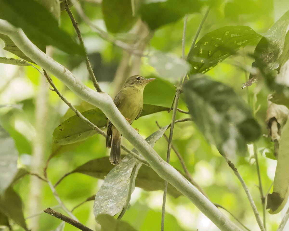 Olive Flyrobin - ML639686802