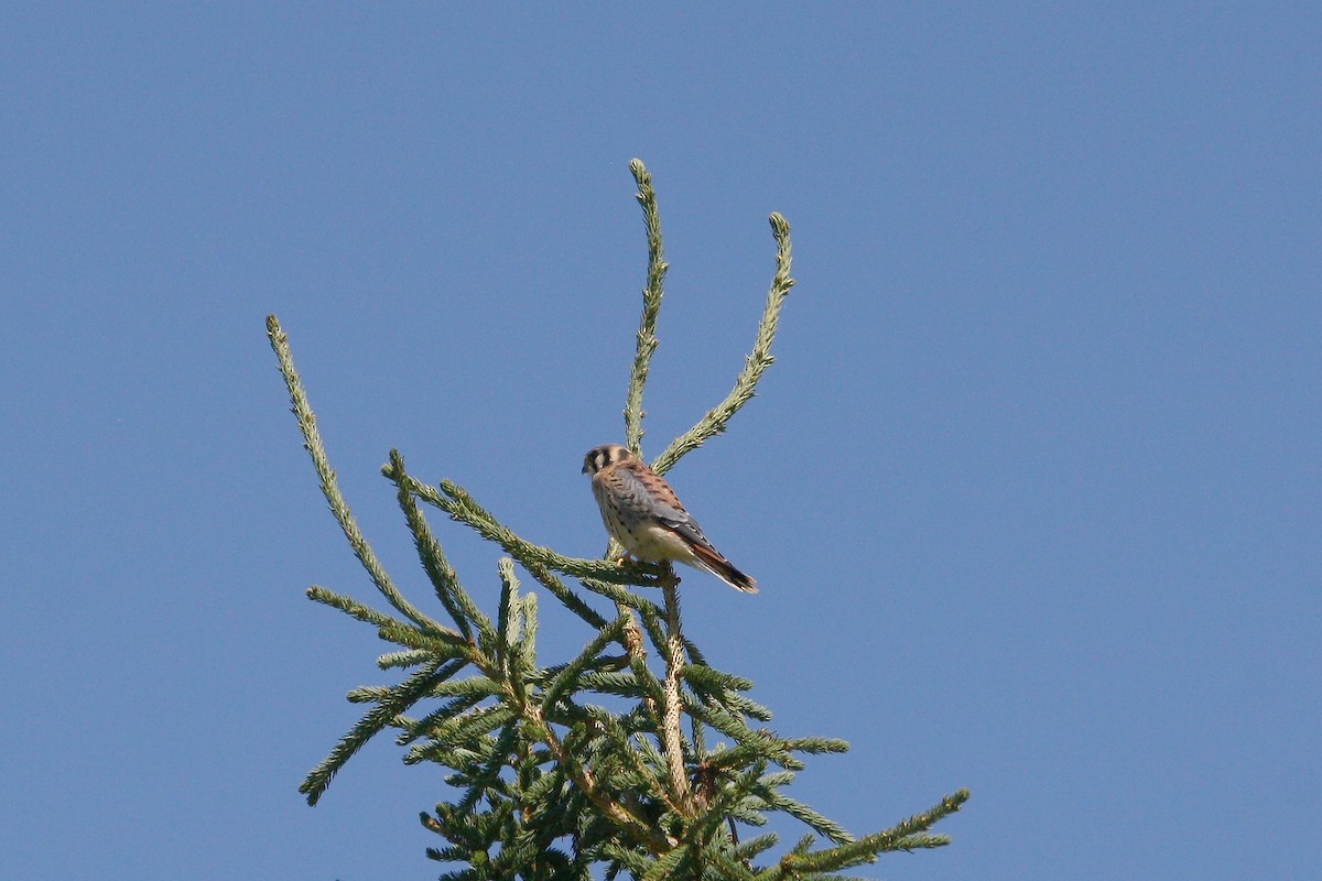 American Kestrel - ML639686835