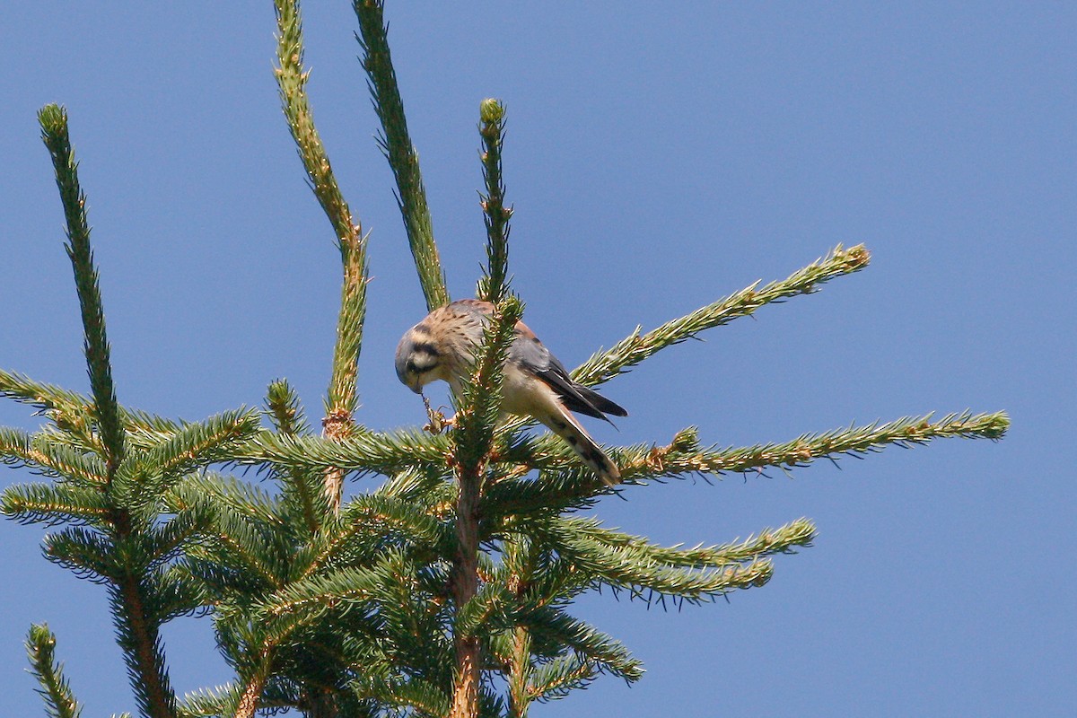 American Kestrel - ML639686836