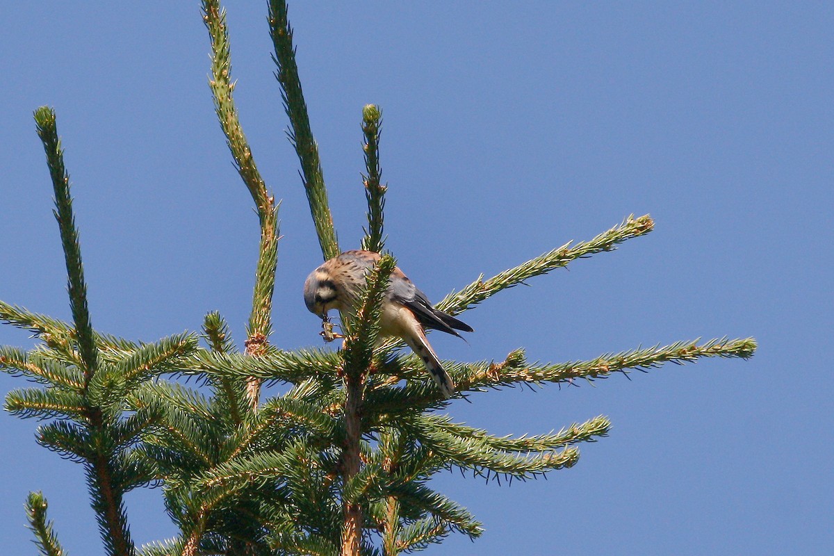 American Kestrel - ML639686837