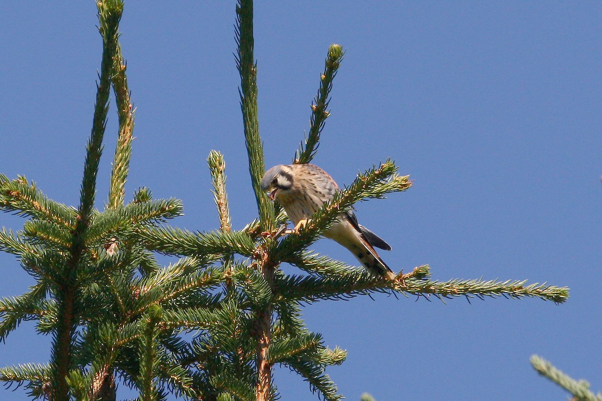 American Kestrel - ML639686838