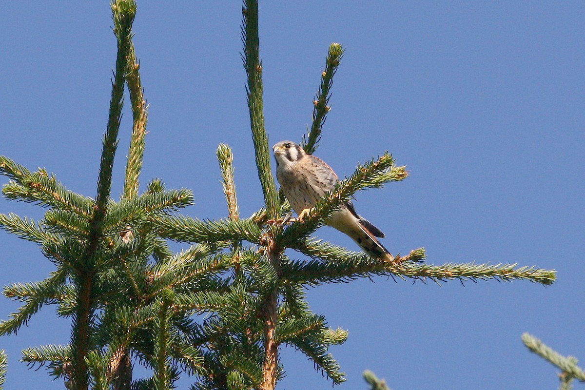 American Kestrel - ML639686839