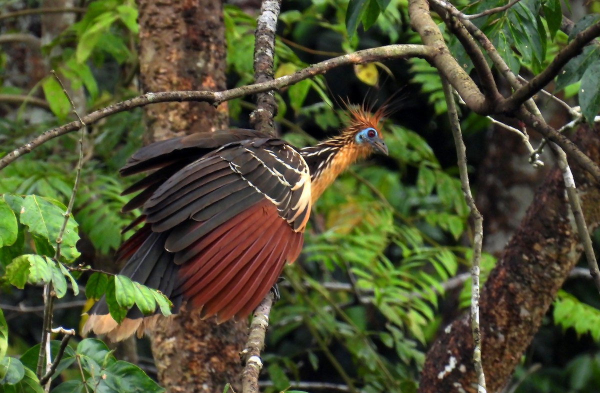 Hoatzin - ML639686914