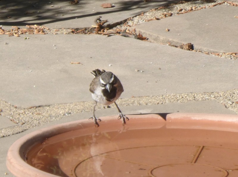 Black-throated Sparrow - ML639686945