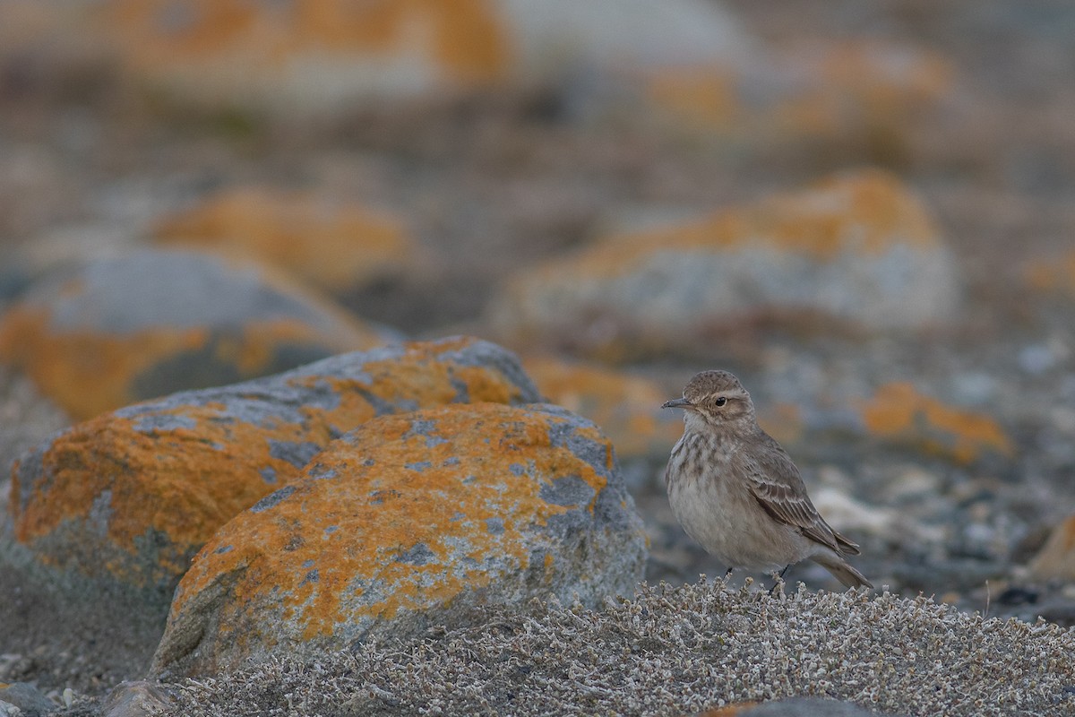 patagoniatunnelfugl (cunicularia gr.) - ML639686956