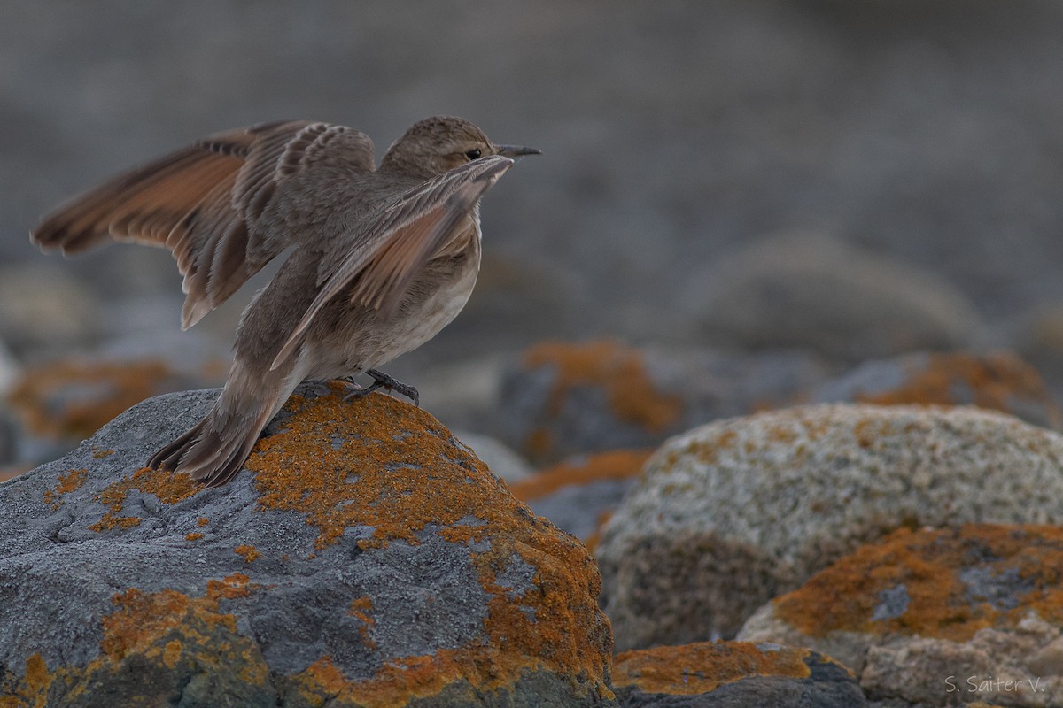 patagoniatunnelfugl (cunicularia gr.) - ML639686957