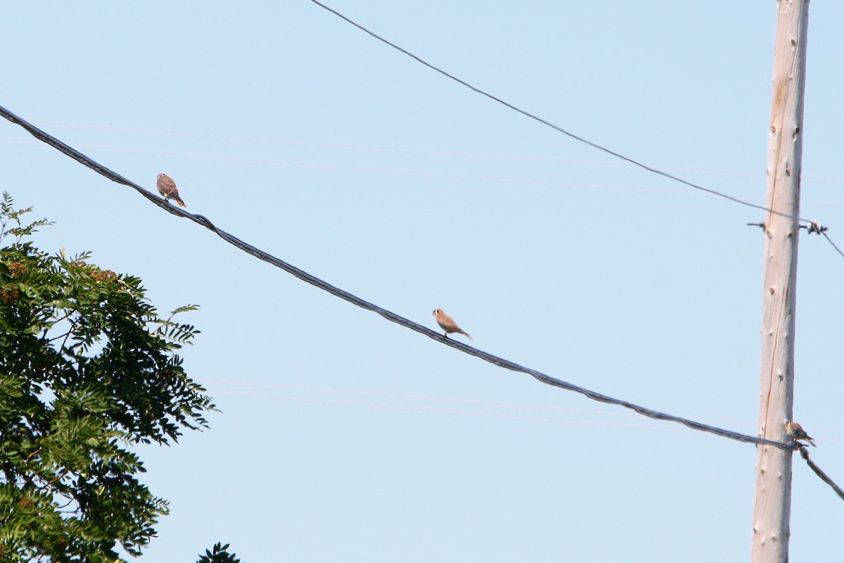 American Kestrel - ML639687001