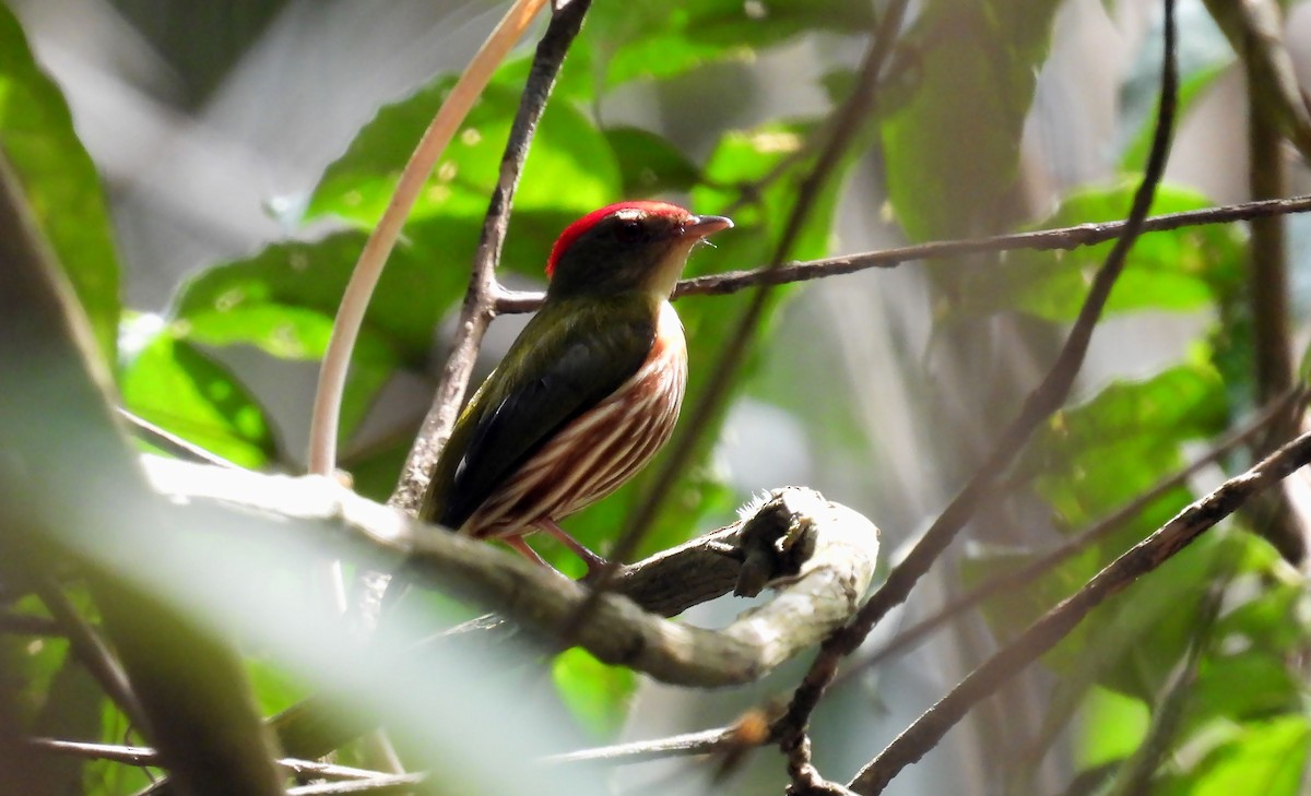 Striolated Manakin - ML639687023