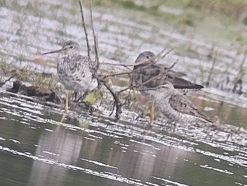 Stilt Sandpiper - ML639687038