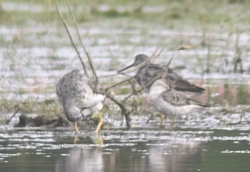 Stilt Sandpiper - ML639687039