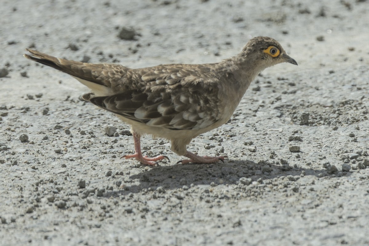 Bare-faced Ground Dove - ML639687063